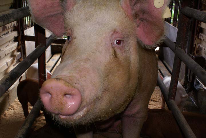 カントリーファームにしうらで飼育されている豚のイメージ画像