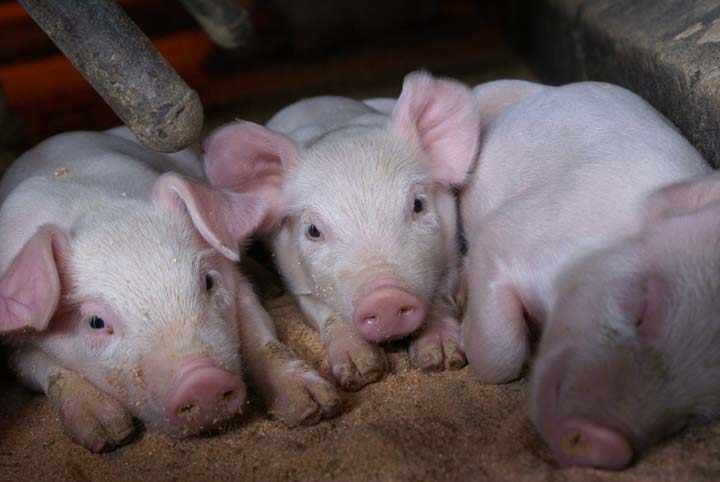 カントリーファームにしうらで飼育されている豚のイメージ画像